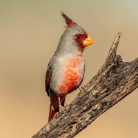 Pyrrhuloxia